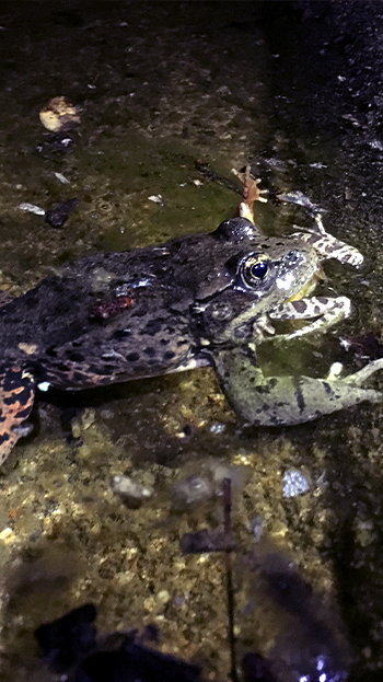 Aquatic Habitat Classification